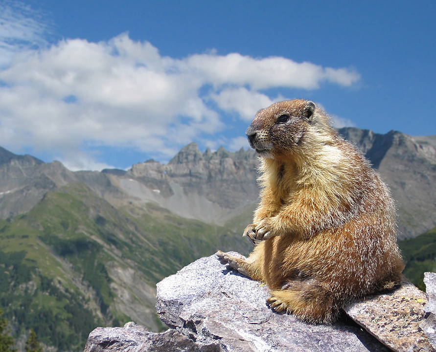 Murmeltier sitzt auf Stein